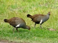 3255_Tasmanian_Native_hens