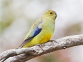 Blue winged parrot