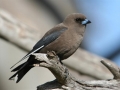 Dusky Wood swallow