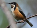 Eastern Spinebill