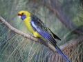 Green_Rosella