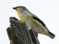 Striated Pardalote