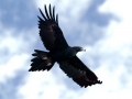 Wedge-Tailed Eagle