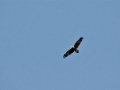 Wedge-tailed Eagle1