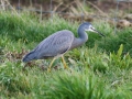 White faced Heron