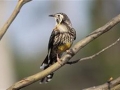 Yellow_Wattlebird